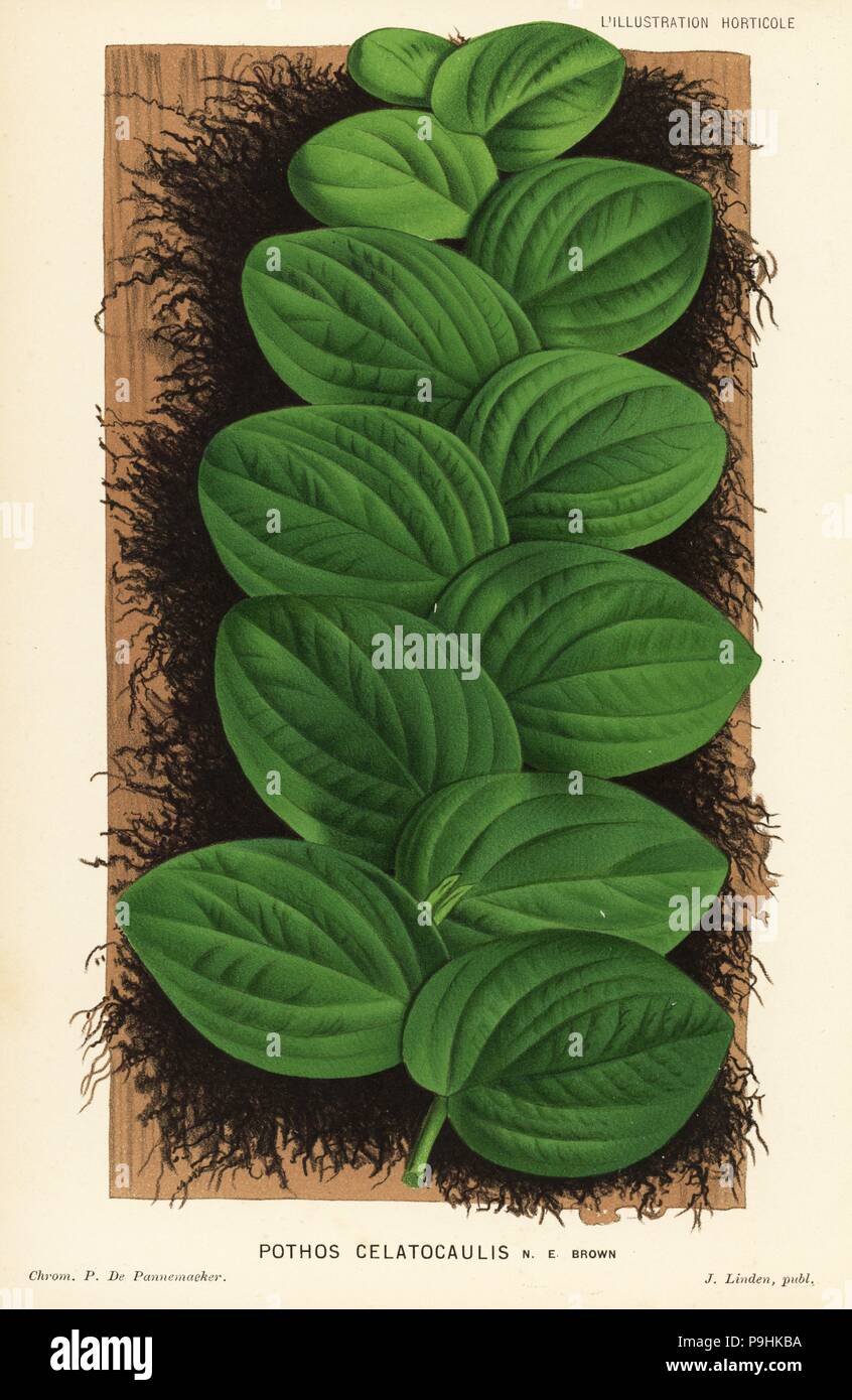 Rhaphidophora korthalsii foliage plant (Pothos celatocaulis). Chromolithograph by P. de Pannemaeker from Jean Linden's l'Illustration Horticole, Brussels, 1883. Stock Photo