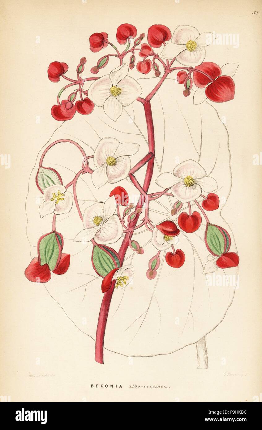 White and scarlet begonia, Begonia albococcinea. Handcoloured copperplate engraving by G. Barclay after Miss Sarah Drake from John Lindley and Robert Sweet's Ornamental Flower Garden and Shrubbery, G. Willis, London, 1854. Stock Photo