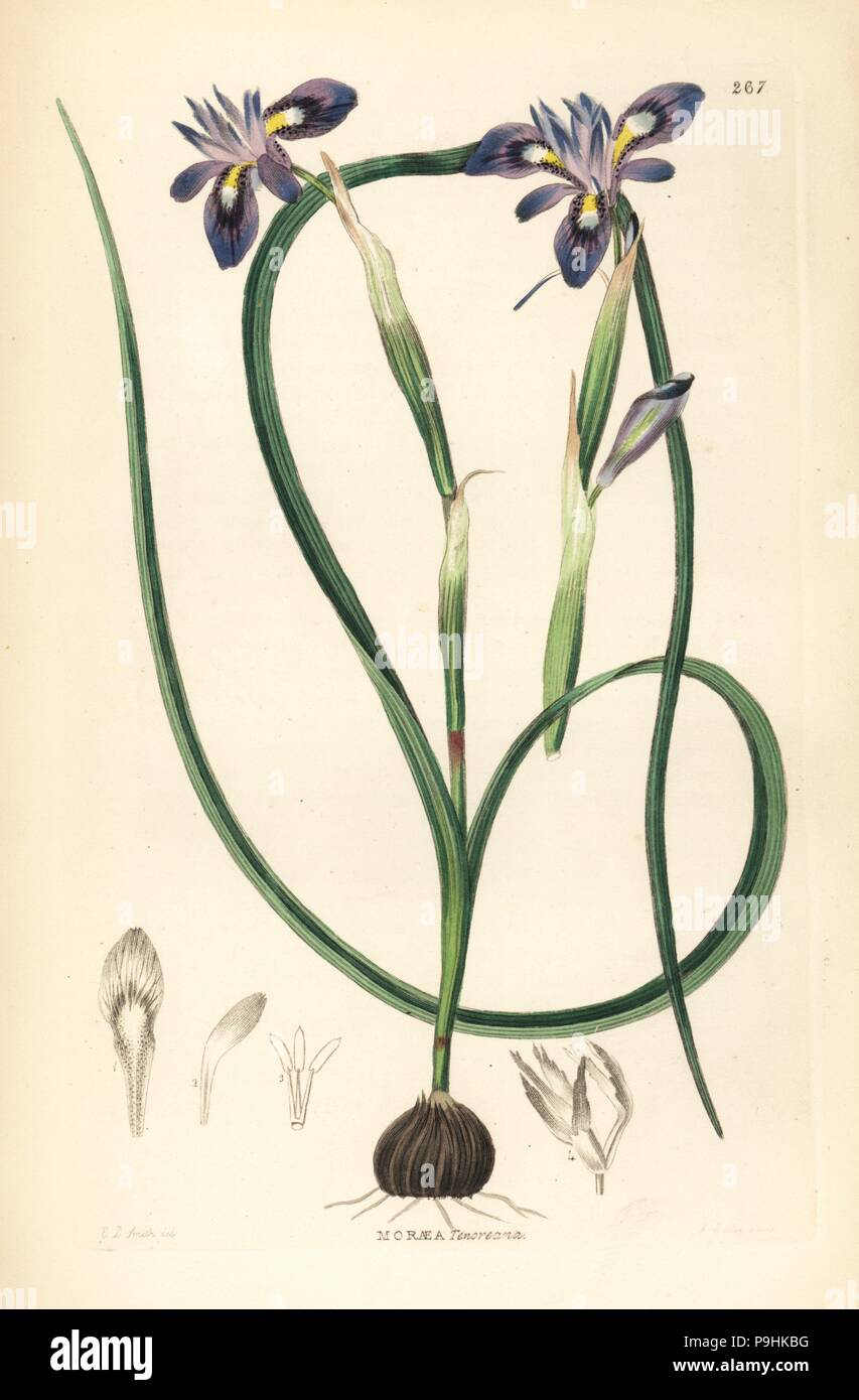 Cape tulip, Moraea sisyrinchium (Tenore's moraea, Moraea tenoreana). Handcoloured copperplate engraving by Weddell after Edwin Dalton Smith from John Lindley and Robert Sweet's Ornamental Flower Garden and Shrubbery, G. Willis, London, 1854. Stock Photo