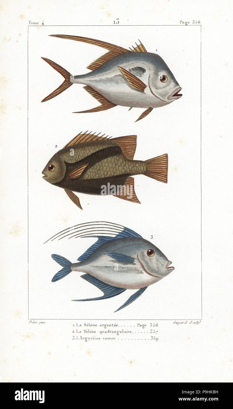 Lookdown, Selene vomer (with damaged dorsal fin 1),3, and Atlantic spadefish, Chaetodipterus faber 2. Handcoloured copperplate engraving by Jean Baptiste Guyard after an illustration by Jean-Gabriel Pretre from Bernard Germain de Lacepede's Natural History of Oviparous Quadrupeds, Snakes, Fish and Cetaceans, Eymery, Paris, 1825. Stock Photo