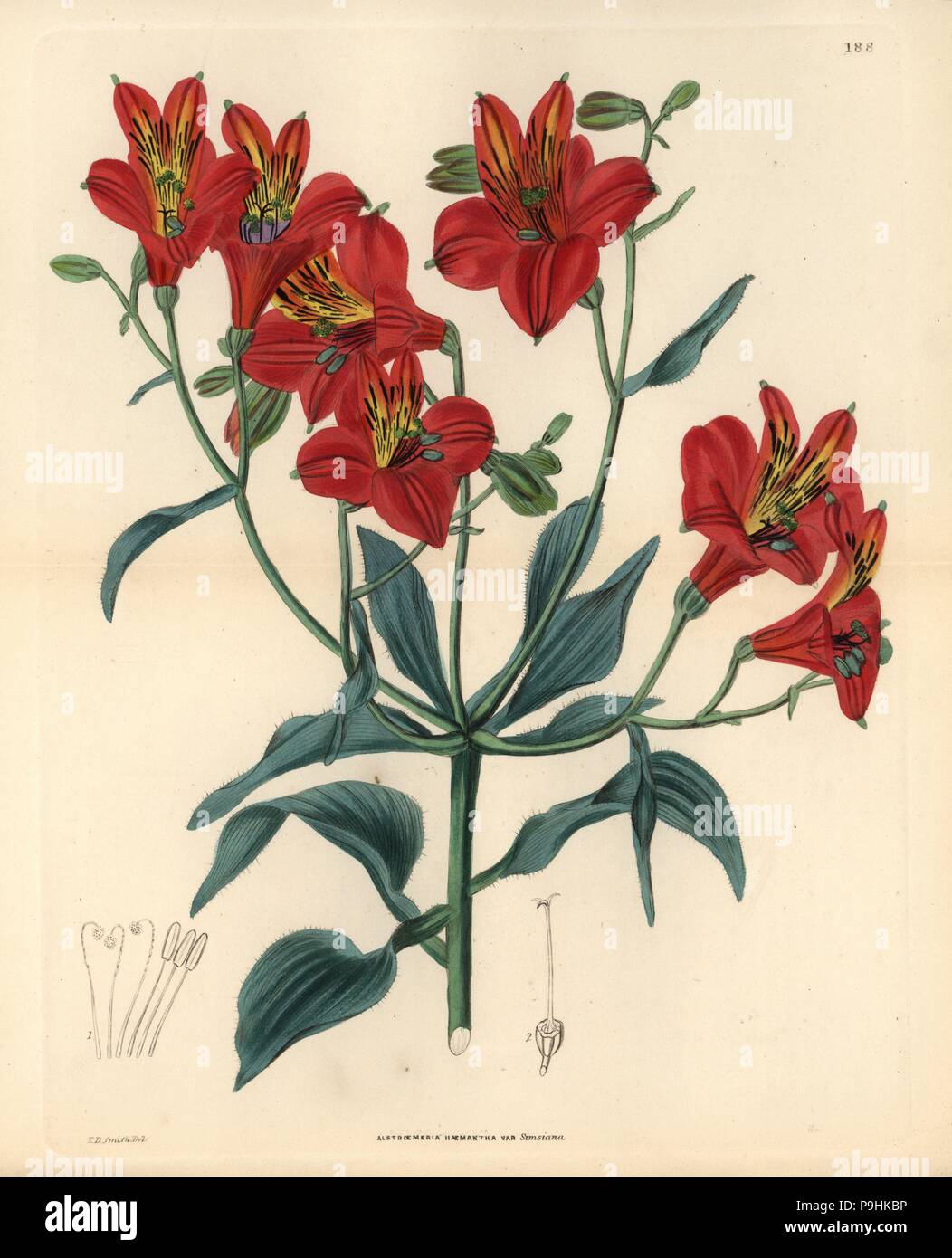 Sims' Peruvian lily, Alstroemeria ligtu subsp. simsii (Sims' crimson alstroemeria, Alstroemeria haemantha var. simsiana). Handcoloured copperplate engraving by Weddell after Edwin Dalton Smith from John Lindley and Robert Sweet's Ornamental Flower Garden and Shrubbery, G. Willis, London, 1854. Stock Photo