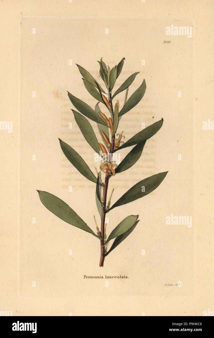 Geebung or snottygobby, Persoonia lanceolata. Handcoloured copperplate engraving by George Cooke from Conrad Loddiges' Botanical Cabinet, Hackney, 1817. Stock Photo