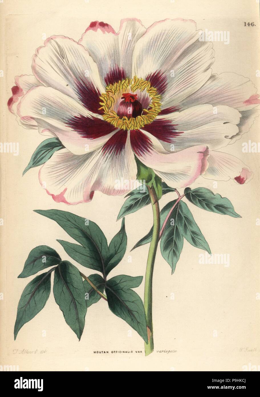 Tree peony, Paeonia officinalis (Party coloured moutan, Moutan officinalis var. variegata). Handcoloured copperplate engraving by Frederick W. Smith after J. Allwort from John Lindley and Robert Sweet's Ornamental Flower Garden and Shrubbery, G. Willis, London, 1854. Stock Photo