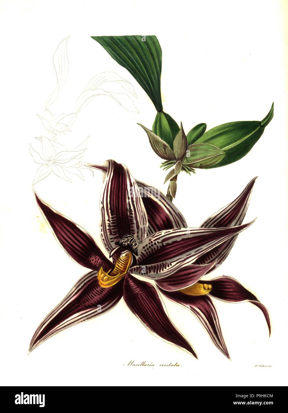 Paphinia cristata orchid (Crested maxillaria, Maxillaria cristata). Handcoloured copperplate engraving after a botanical illustration by Mrs Augusta Withers from Benjamin Maund and the Rev. John Stevens Henslow's The Botanist, London, 1836. Stock Photo