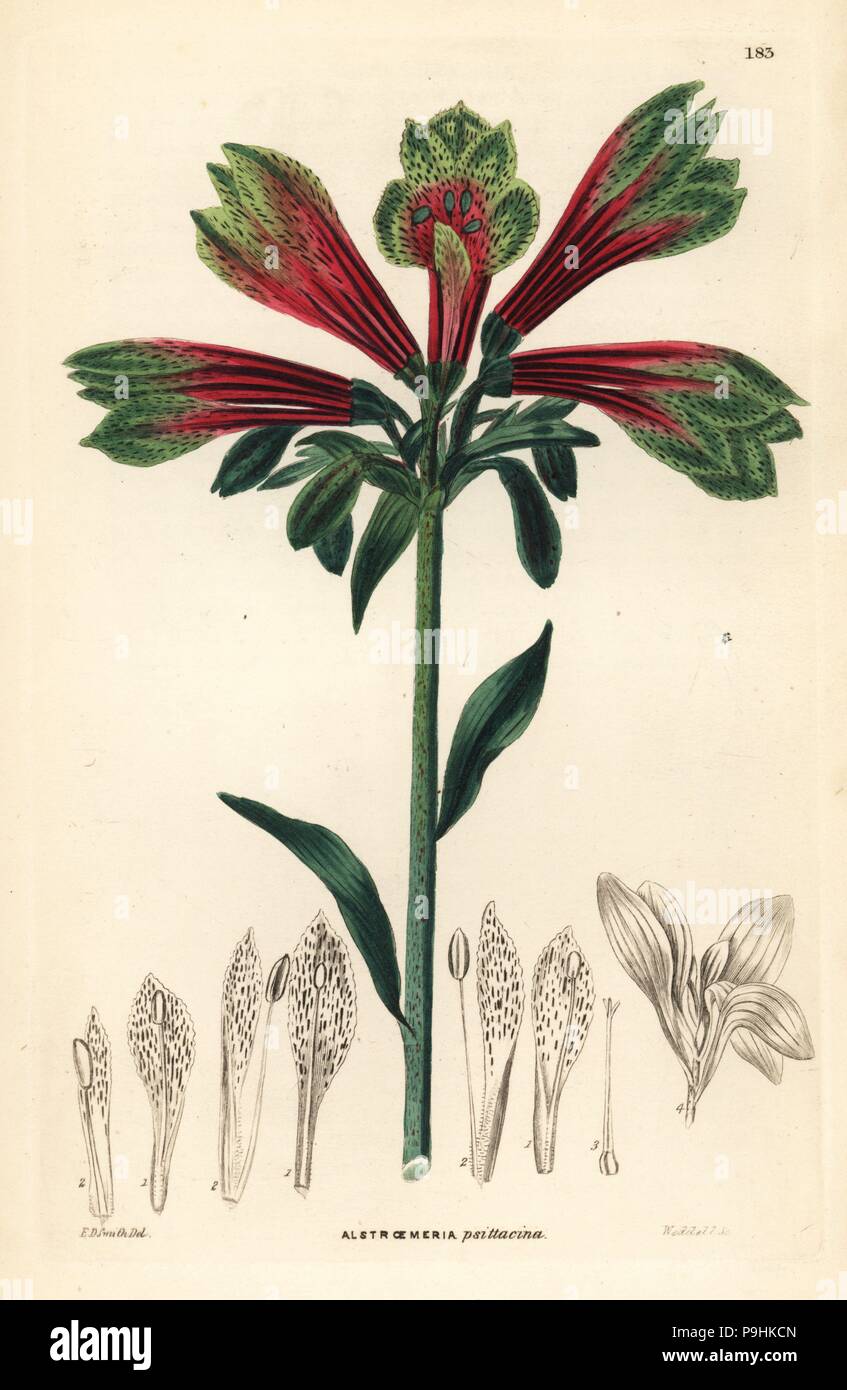 Parrot lily or Peruvian lily, Alstroemeria pulchella (Parrot-like alstroemeria, Alstroemeria psittacina). Handcoloured copperplate engraving by Weddell after Edwin Dalton Smith from John Lindley and Robert Sweet's Ornamental Flower Garden and Shrubbery, G. Willis, London, 1854. Stock Photo