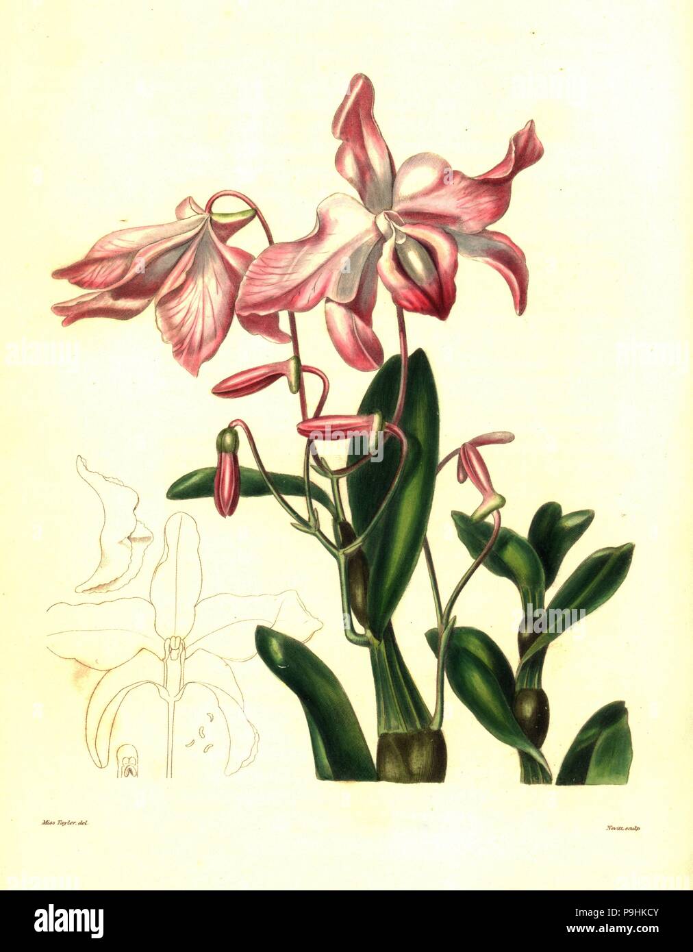 Carrot fern, sekkoku, or necklace-like dendrobium orchid, Dendrobium moniliforme. Handcoloured copperplate engraving by S. Nevitt after a botanical illustration by Mrs Augusta Withers from Benjamin Maund and the Rev. John Stevens Henslow's The Botanist, London, 1836. Stock Photo
