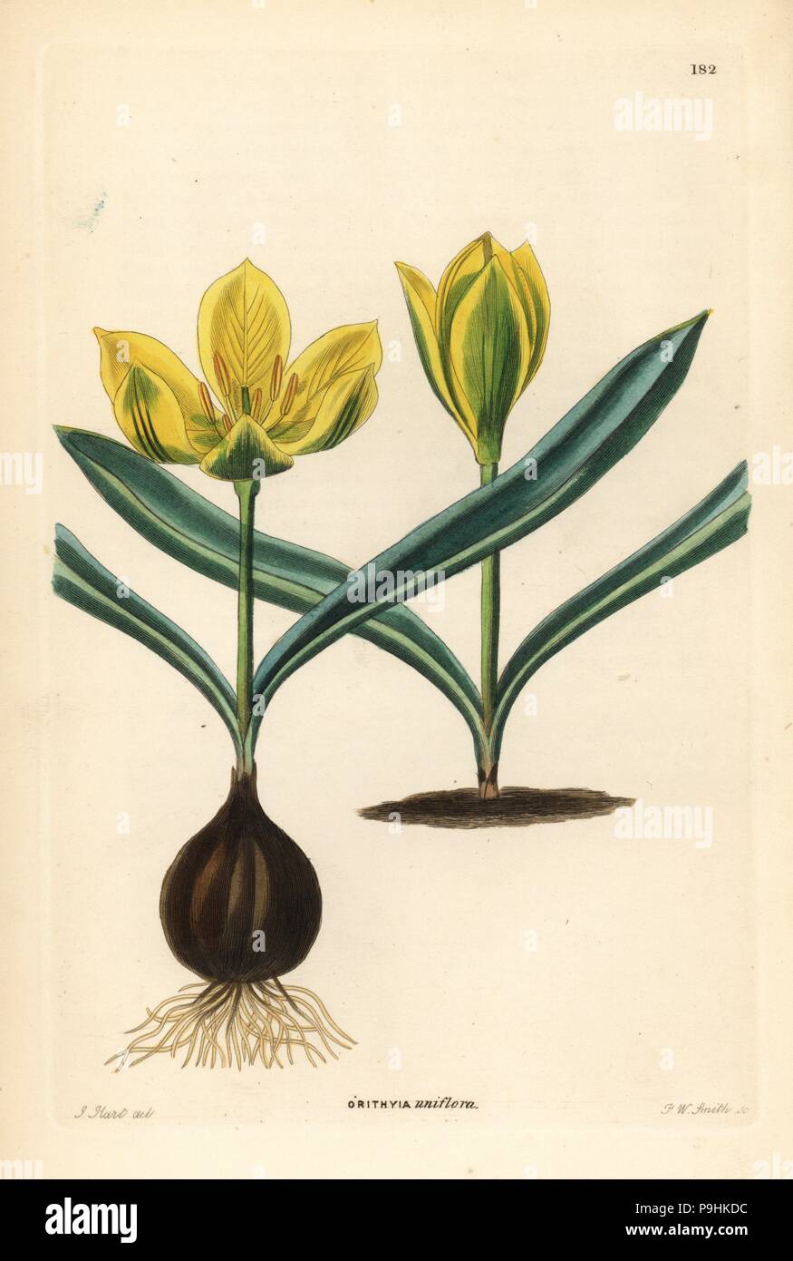 Single-flowered tulip, Tulipa uniflora (Single-flowered orithyia, Orithyia uniflora). Handcoloured copperplate engraving by Frederick W. Smith after J. Hart from John Lindley and Robert Sweet's Ornamental Flower Garden and Shrubbery, G. Willis, London, 1854. Stock Photo