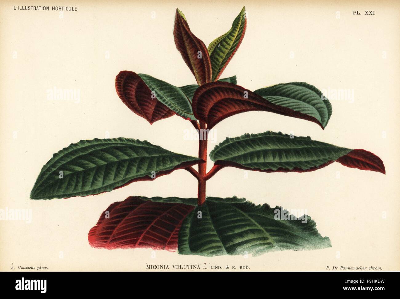Miconia velutina. Chromolithograph by P. de Pannemaeker after an illustration by A. Goossens from Jean Linden's l'Illustration Horticole, Brussels, 1894. Stock Photo