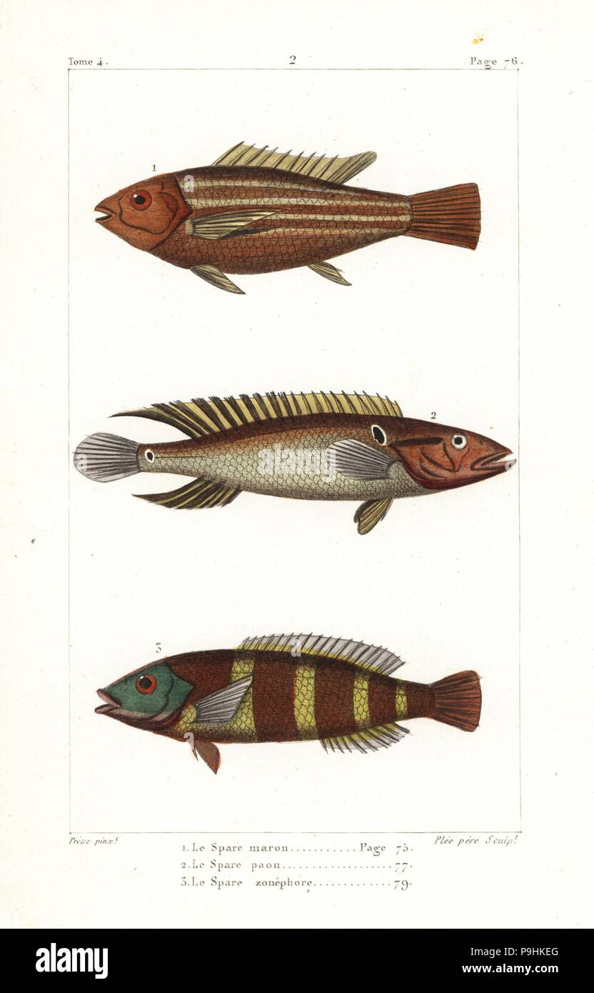 Damsel fish, Sparus chromis, ringtail pike cichlid, Crenicichla saxatilis, and redbreasted wrasse, Cheilinus fasciatus. Handcoloured copperplate engraving by Plee Sr. after an illustration by Jean-Gabriel Pretre from Bernard Germain de Lacepede's Natural History of Oviparous Quadrupeds, Snakes, Fish and Cetaceans, Eymery, Paris, 1825. Stock Photo