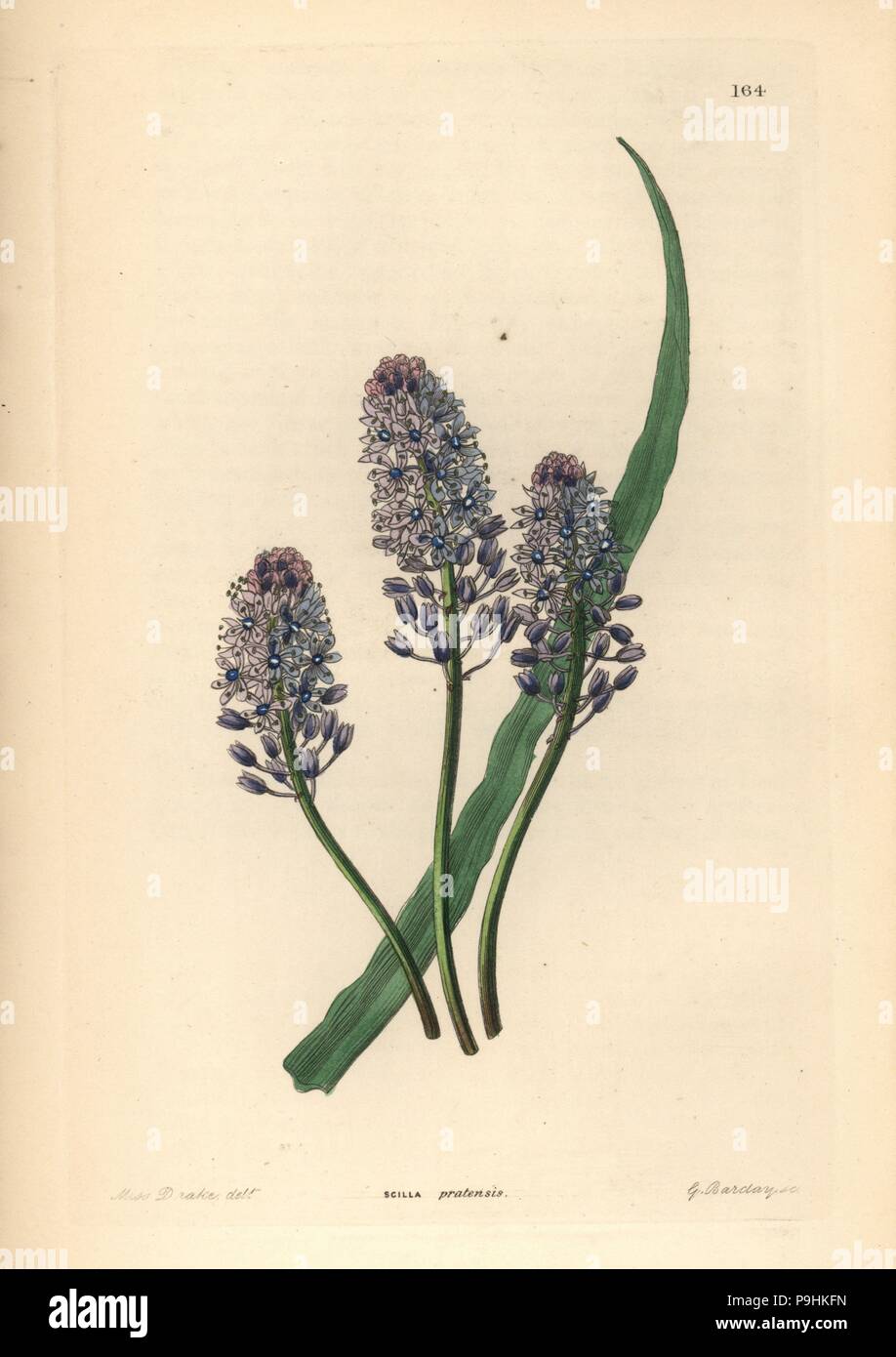 Wood squill, Scilla siberica (Meadow squill, Scilla pratensis). Handcoloured copperplate engraving by G. Barclay after Miss Sarah Drake from John Lindley and Robert Sweet's Ornamental Flower Garden and Shrubbery, G. Willis, London, 1854. Stock Photo