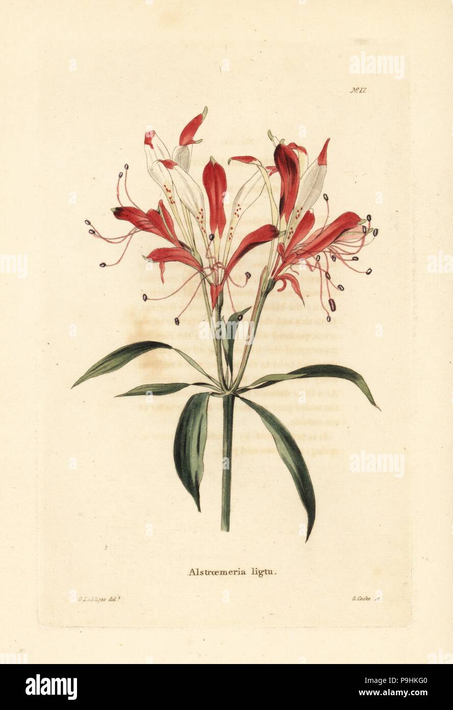 St. Martin's flower or Peruvian lily, Alstroemeria ligtu. Handcoloured copperplate engraving by George Cooke after George Loddiges from Conrad Loddiges' Botanical Cabinet, Hackney, 1817. Stock Photo
