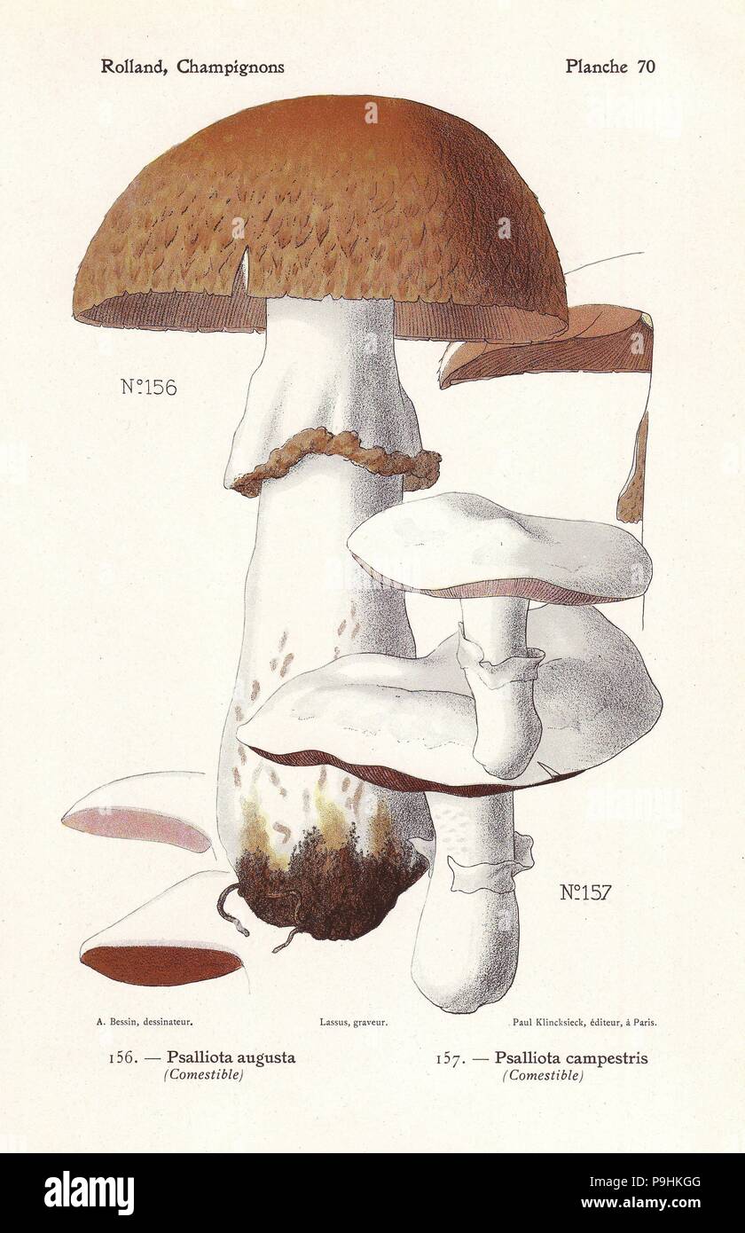 Prince mushroom, Agaricus augustus (Psalliota augusta) and field mushroom, Agaricus campestris (Psalliota campestris). Chromolithograph by Lassus after an illustration by A. Bessin from Leon Rolland's Guide to Mushrooms from France, Switzerland and Belgium, Atlas des Champignons, Paul Klincksieck, Paris, 1910. Stock Photo