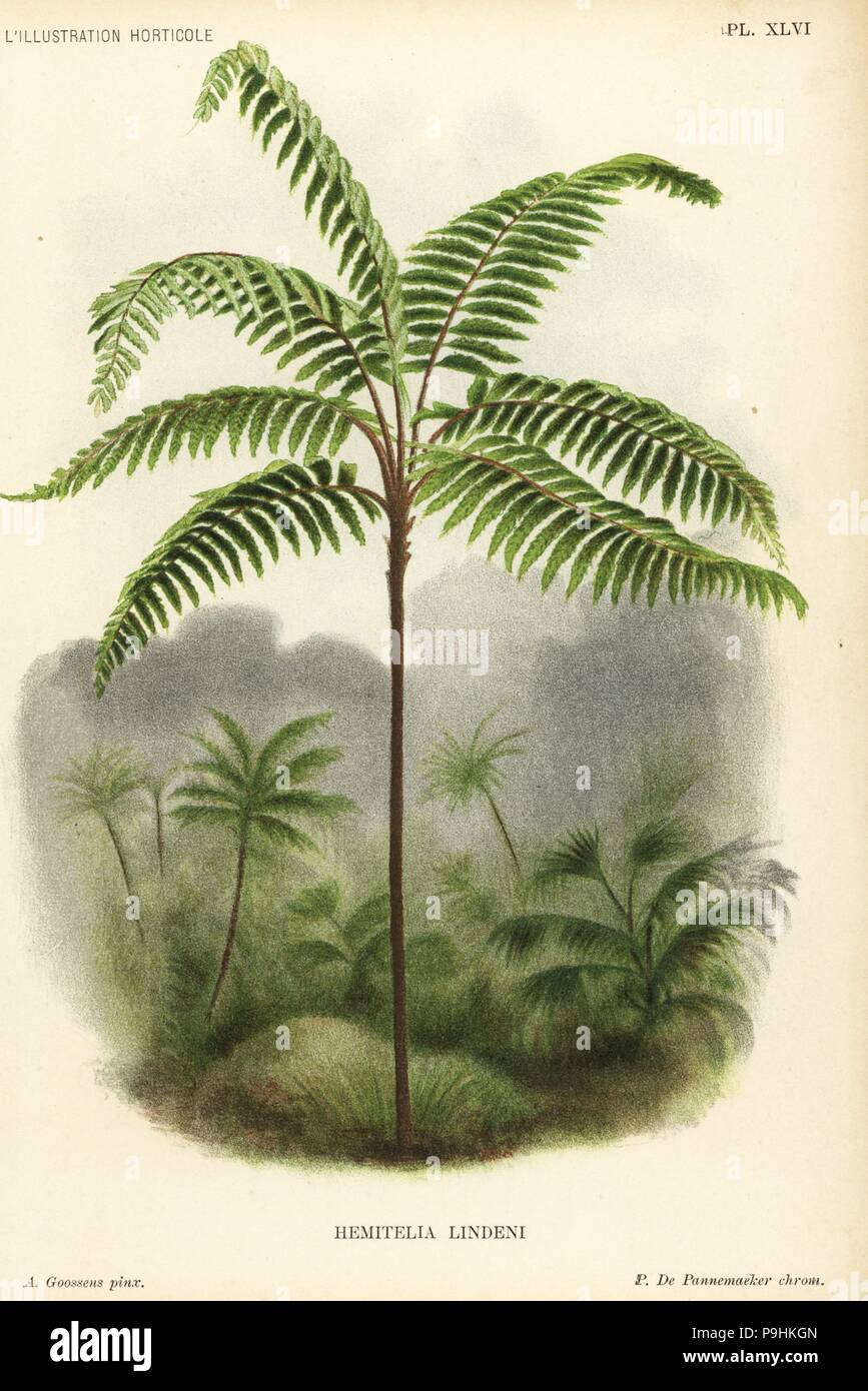 Fern tree, Cnemidaria lindenii (Hemitelia lindeni). Chromolithograph by Pieter de Pannemaeker after an illustration by A. Goossens from Jean Linden's l'Illustration Horticole, Brussels, 1895. Stock Photo