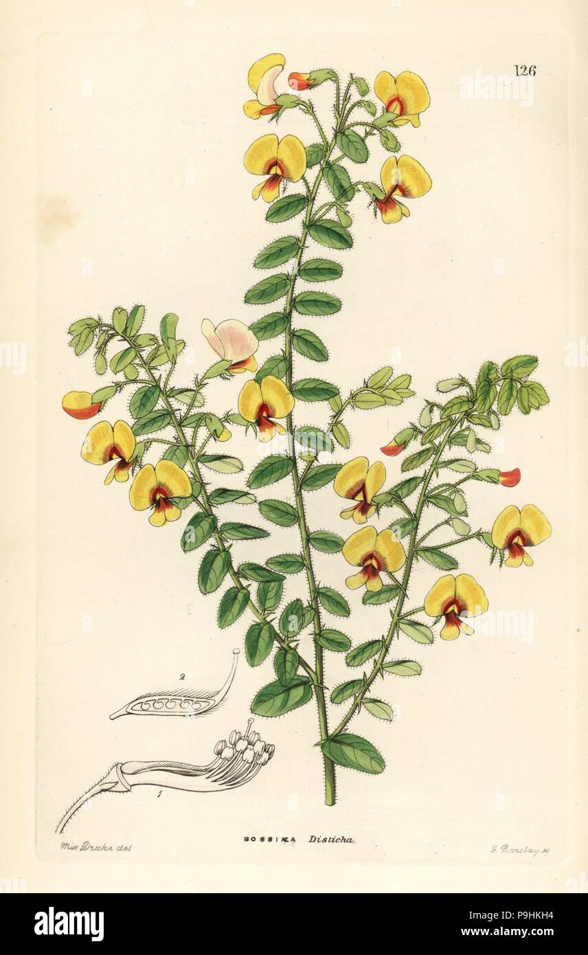 Two-rowed-leaved bossiaea, Bossiaea disticha. Handcoloured copperplate engraving by G. Barclay after Miss Sarah Drake from John Lindley and Robert Sweet's Ornamental Flower Garden and Shrubbery, G. Willis, London, 1854. Stock Photo