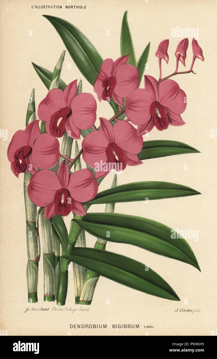Two-humped dendrobium orchid, Dendrobium bigibbum. Chromolithograph by P. Stroobant from Jean Linden's l'Illustration Horticole, Brussels, 1883. Stock Photo