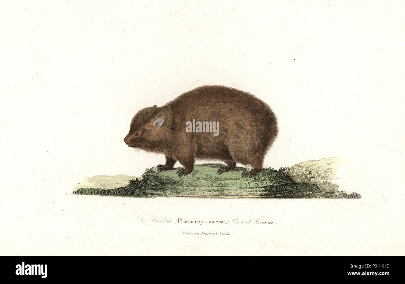 Wombat, Vombatus ursinus (Phascolomys wombat). Handcoloured copperplate engraving from Rene Primevere Lesson's Complements de Buffon, Pourrat Freres, Paris, 1838. Stock Photo