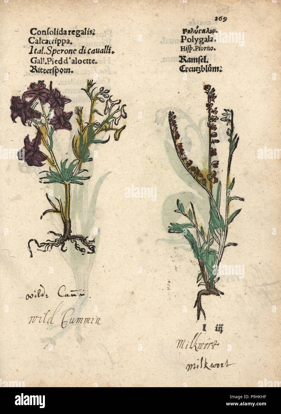 Field larkspur, Consolida regalis, and milkwort, Polygala vulgaris. Handcoloured woodblock engraving of a botanical illustration from Adam Lonicer's Krauterbuch, or Herbal, Frankfurt, 1557. This from a 17th century pirate edition or atlas of illustrations only, with captions in Latin, Greek, French, Italian, German, and in English manuscript. Stock Photo