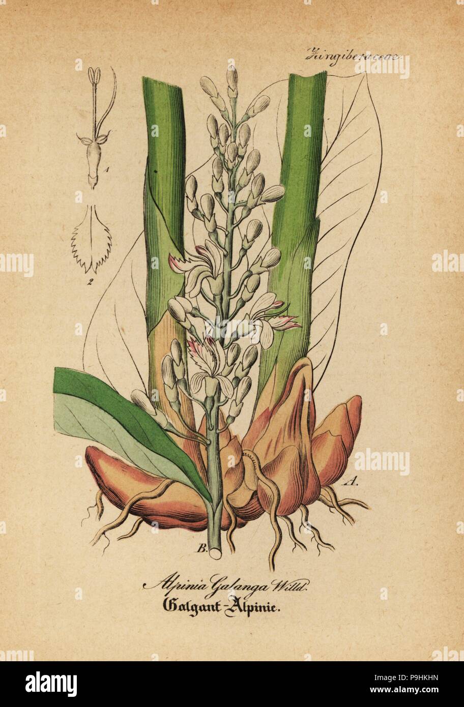 A) Whole plant of Alpinia galanga (B) Flower of Alpinia galanga, (C)