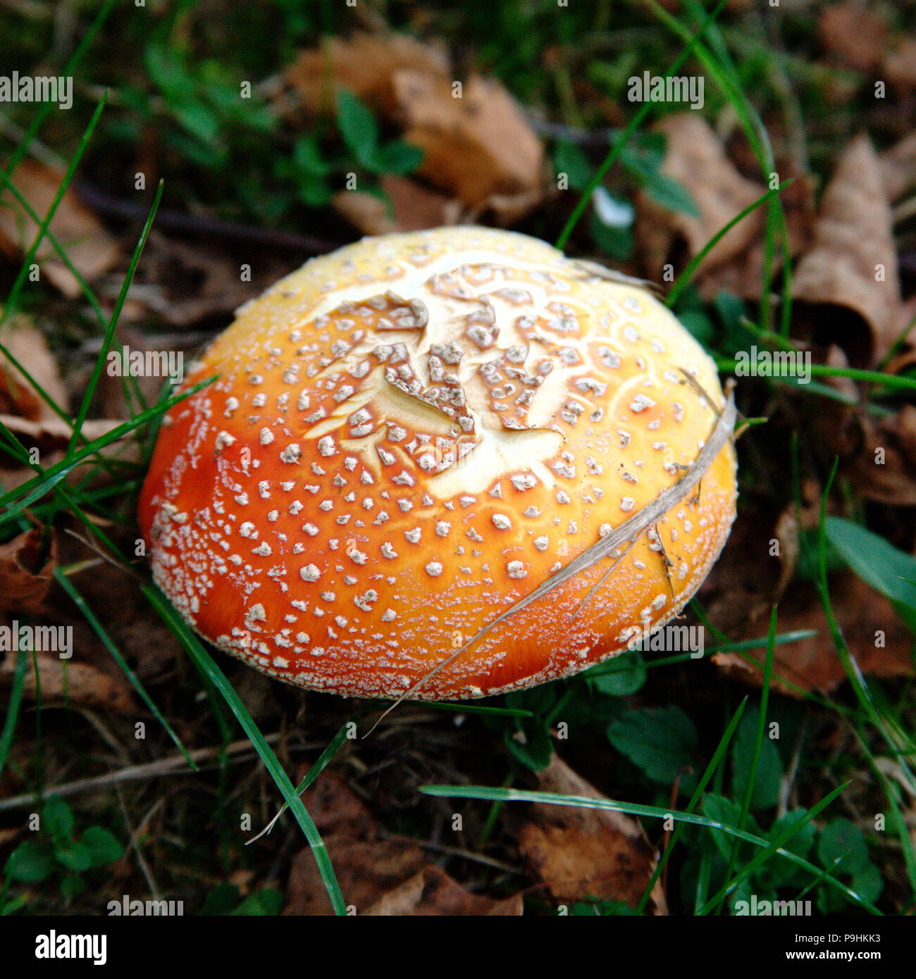 Toxic red Amanita mushroom growing in the forest Stock Photo
