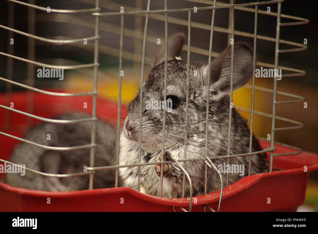 Two chinchillas in a cage Stock Photo