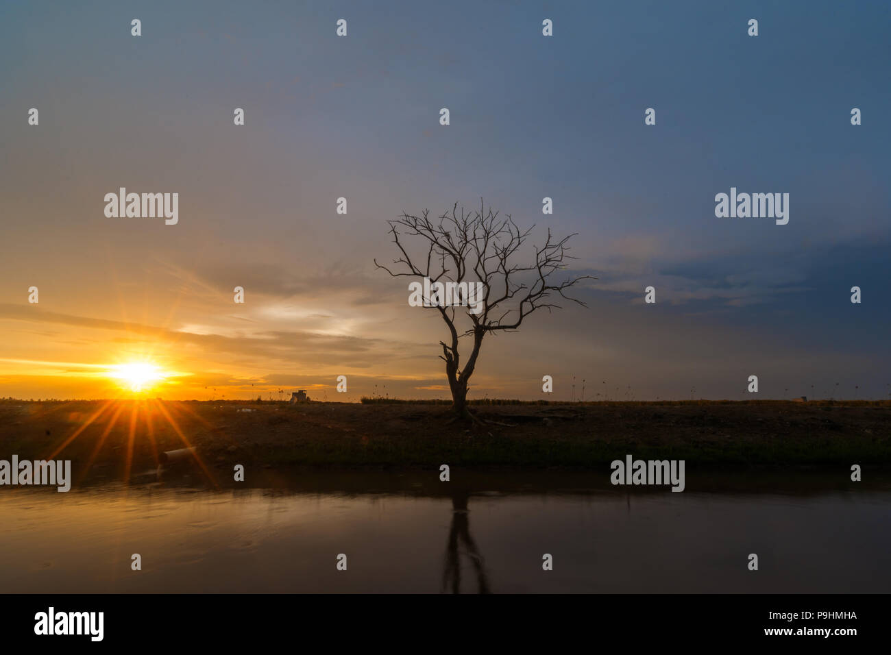 Lonely silhoutte tree during Sunset hour Stock Photo