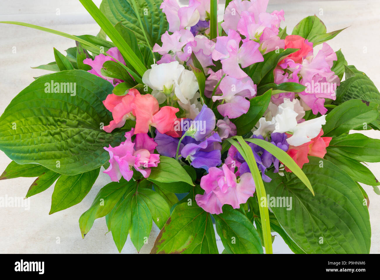 Sweet Pea flower arrangement with hosta leaves Stock Photo