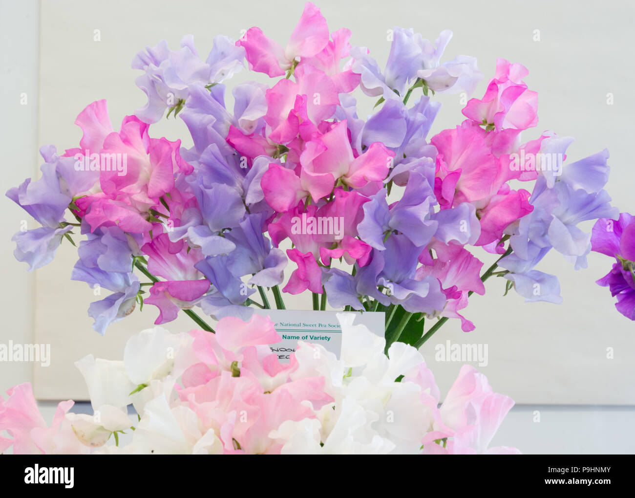 Vase Of Pink And Blue Sweet Peas Stock Photo 212446555 Alamy