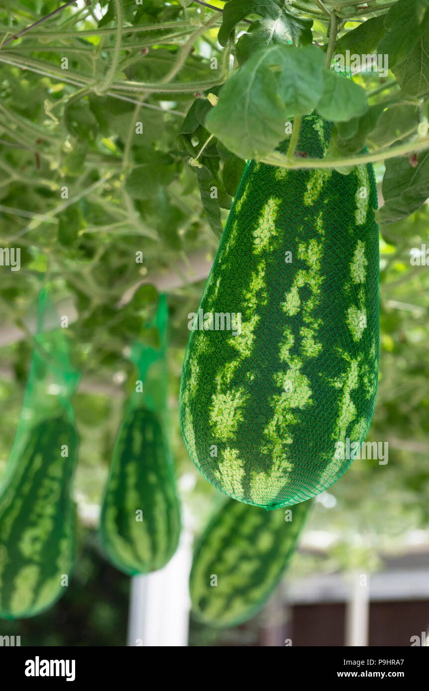Watermelon hanging and supported by green netting hires stock