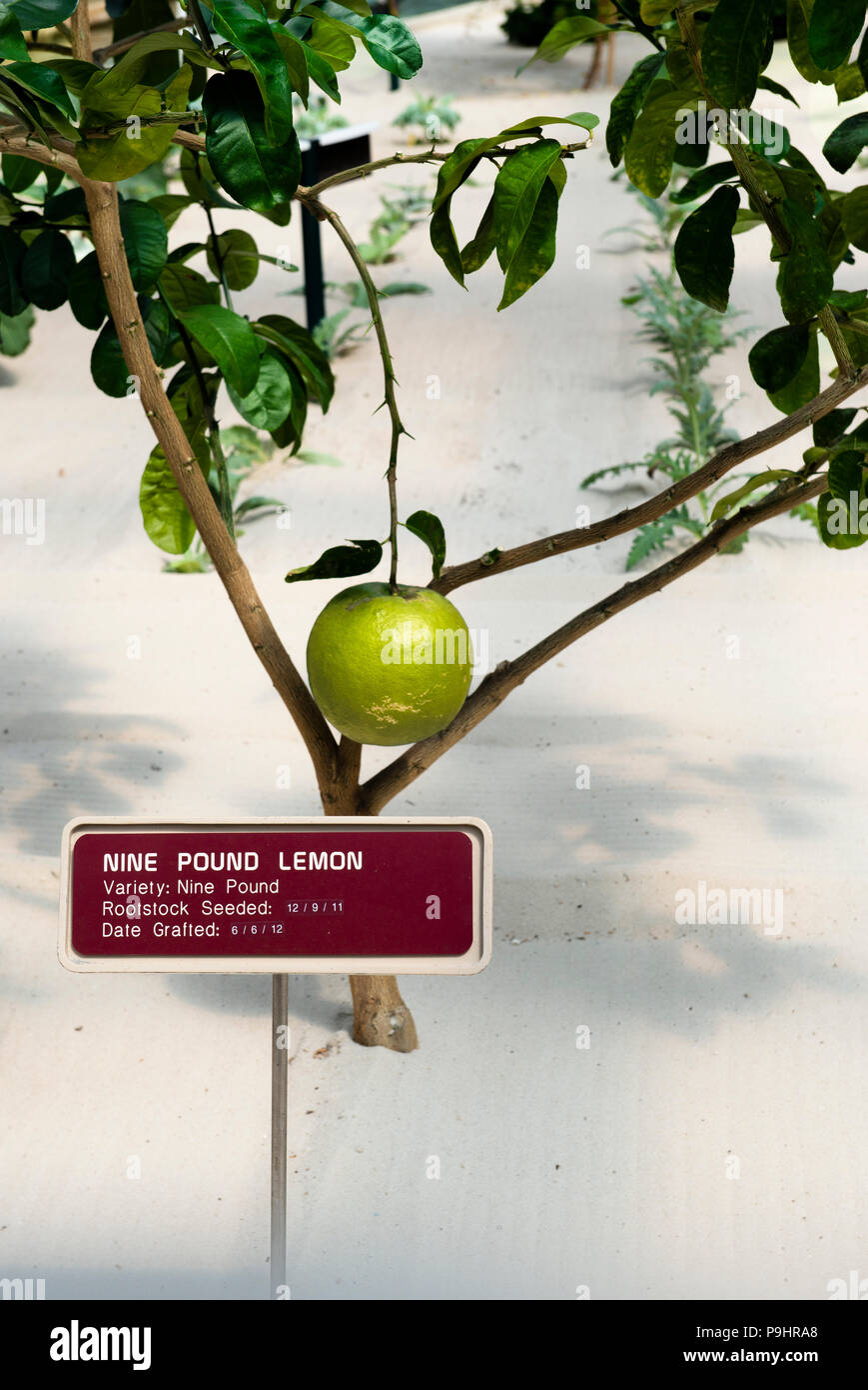 9 pound lemon growing in the experimental agriculture section of Epcot Center, The Land Pavilion, Behind the Seeds Tour. Orlando. Giant Lemon. Stock Photo
