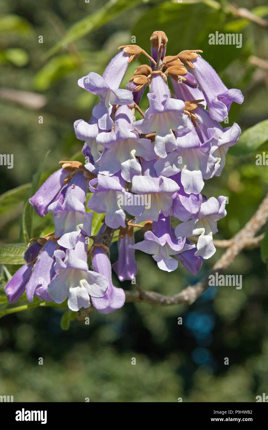 flowers of paulownia tomentosa, scrophulariaceae, princess tree Stock Photo