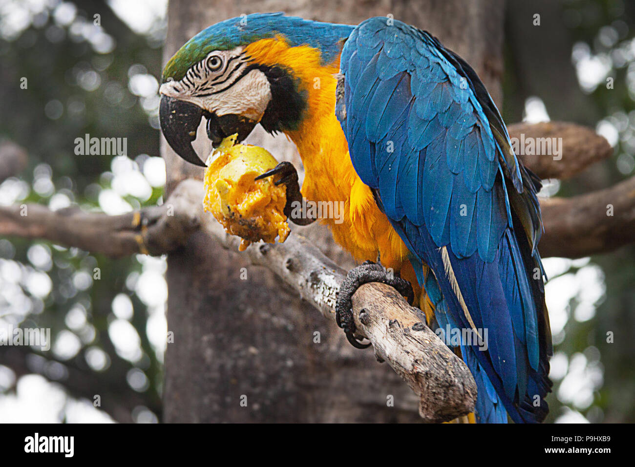 The blue-and-yellow macaw (Ara ararauna), also known as the blue-and-gold m...