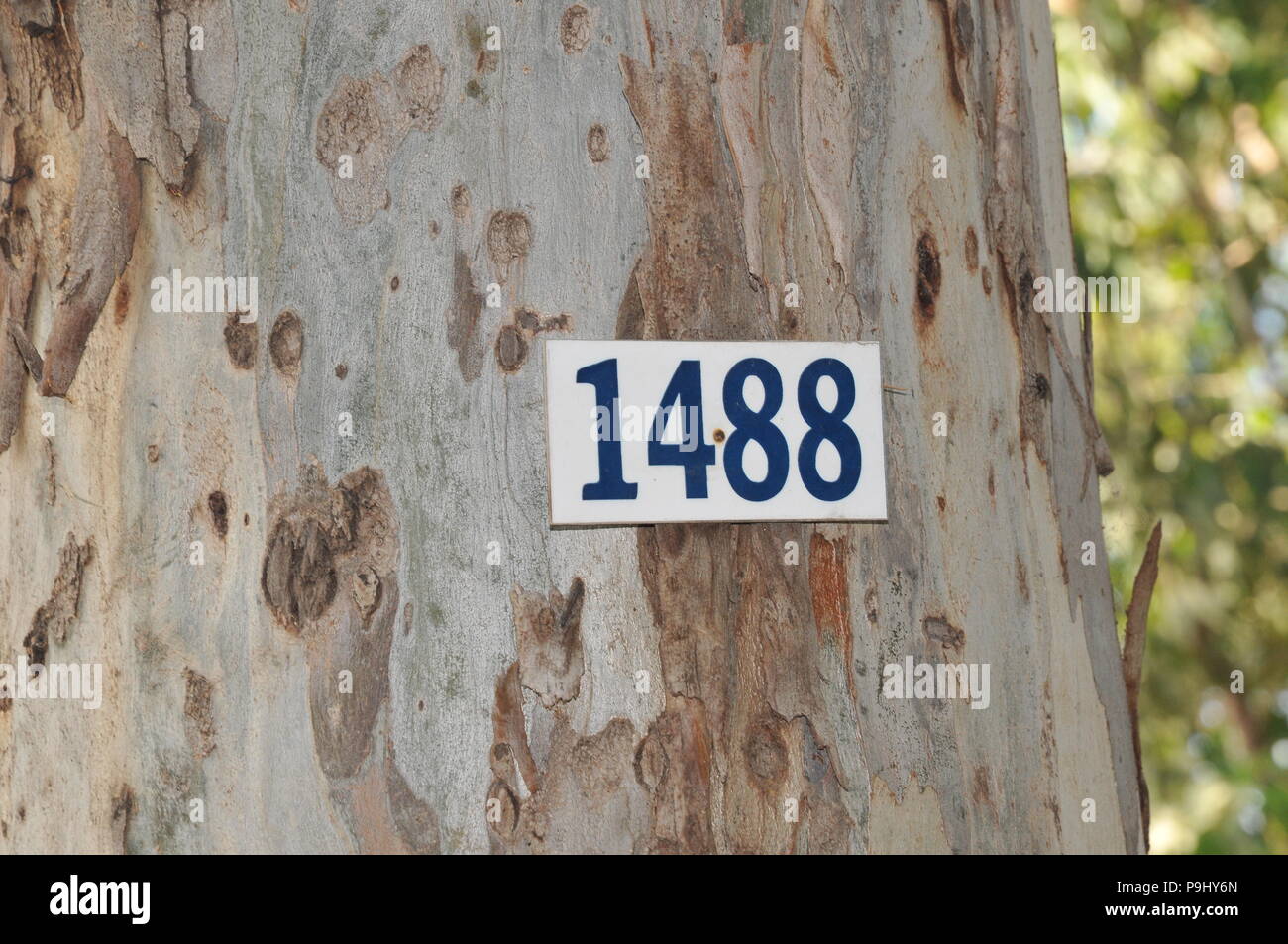 Eucalyptus tree marked with an identification number for a Tree survey