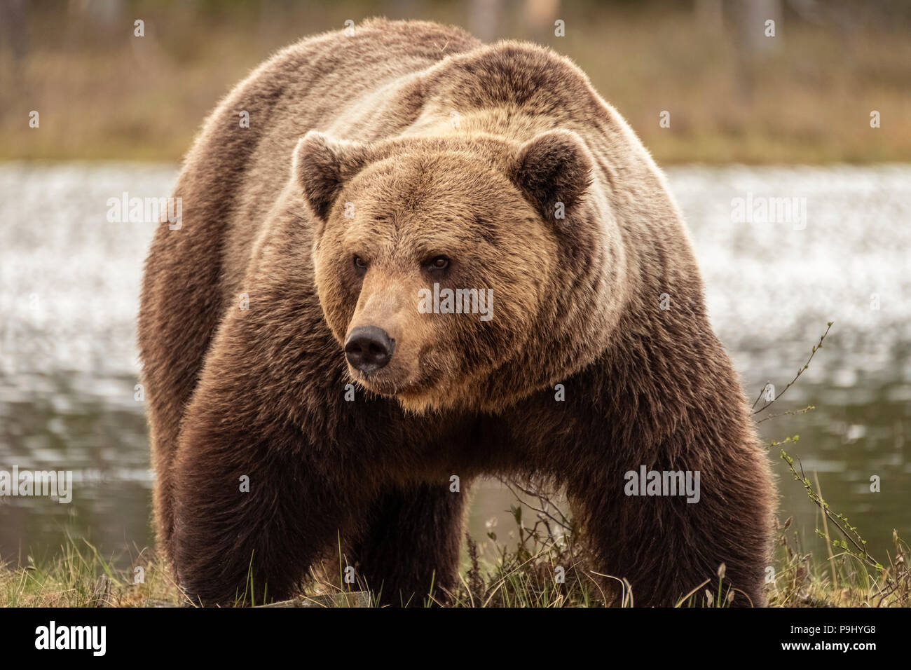 Eurasian brown bear in forest in Finland Stock Photo