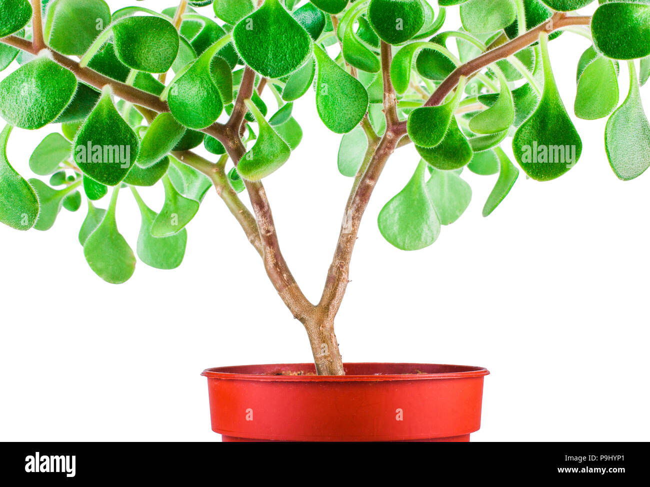 Green home plant in flower pot isolated on white background Stock Photo ...