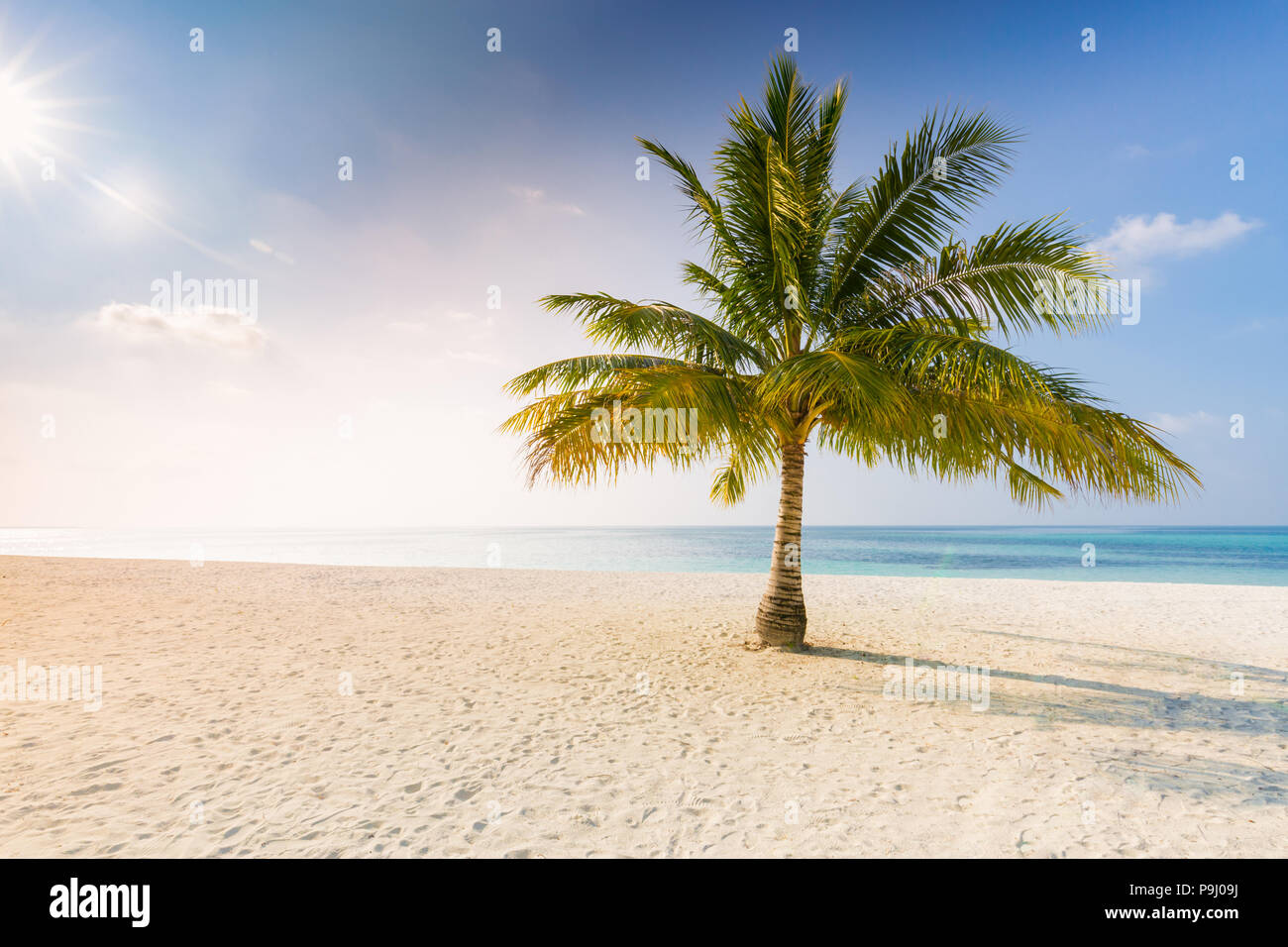 Palm on the beach, sunny day at the beach, calm landscape of seashore, tranquil tropical nature Stock Photo