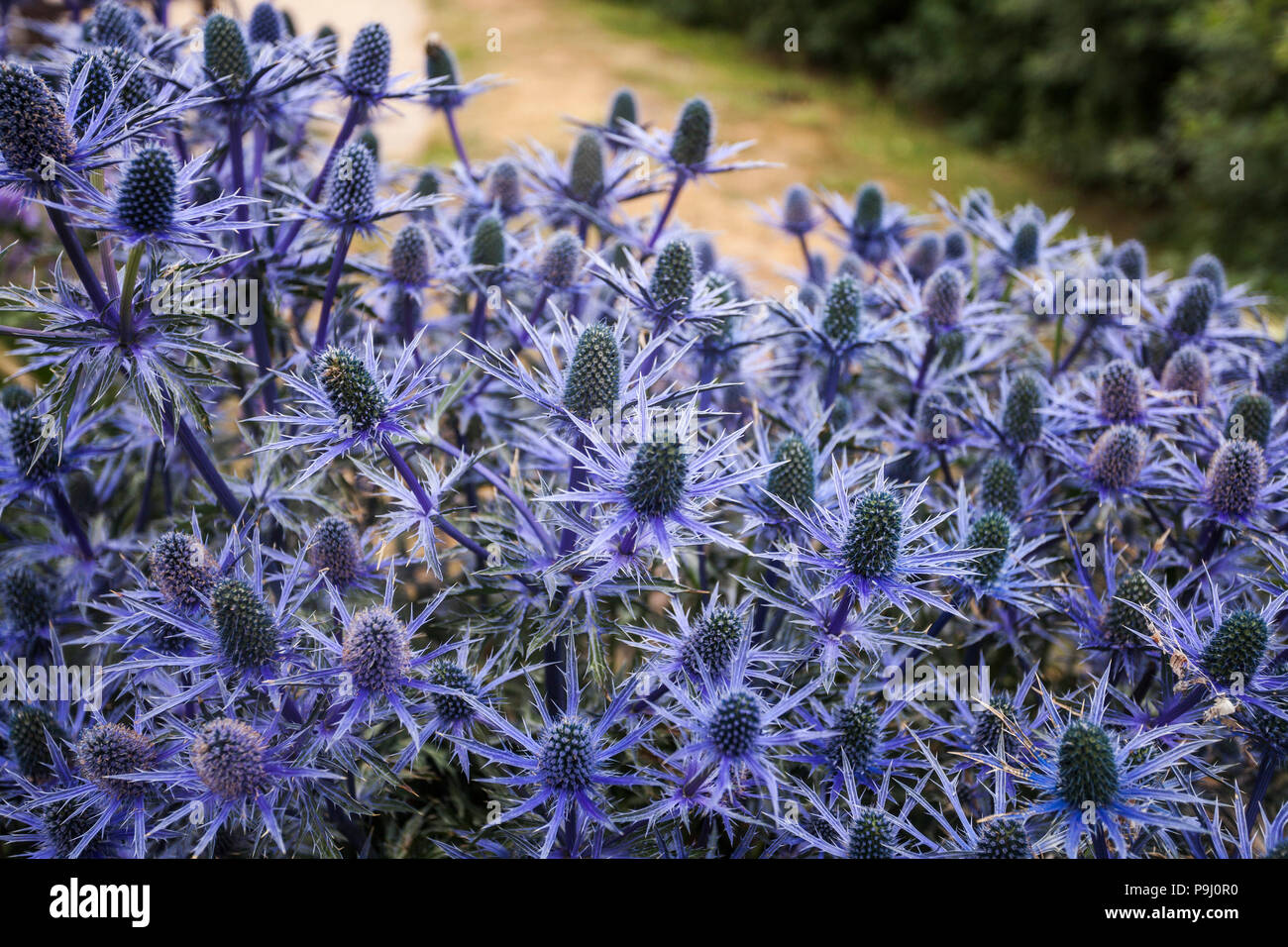 Eryngium Picos blue flowers at Alnmouth,Northumberland,England,UK Stock Photo