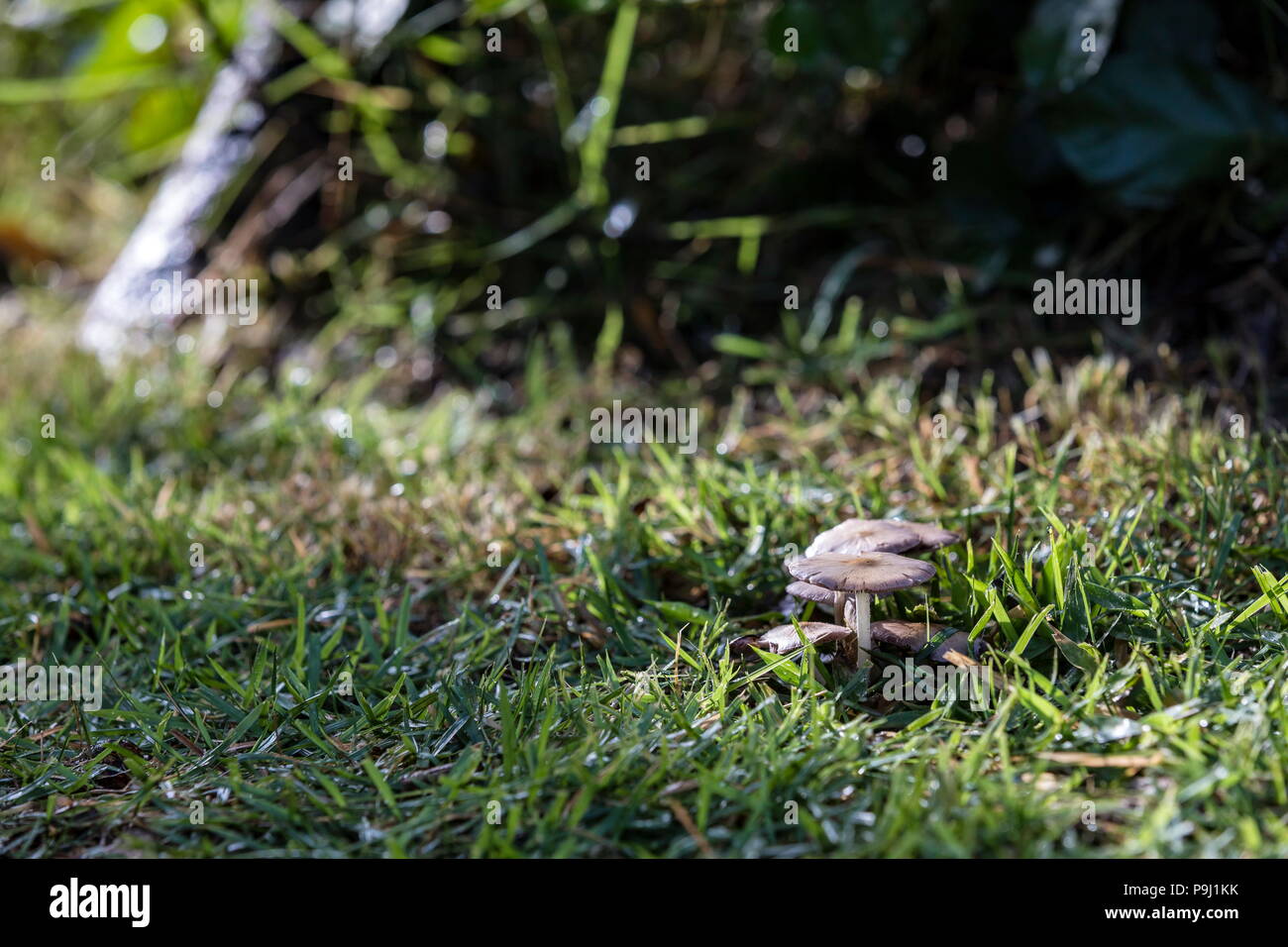 Cool mushrooms hires stock photography and images Alamy