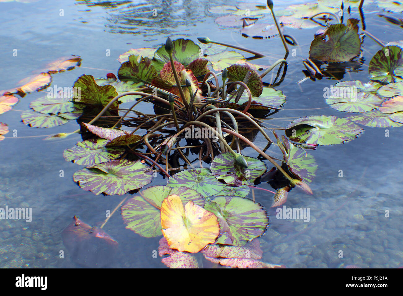 A group of red and green lily pads with multiple stalks of water lily