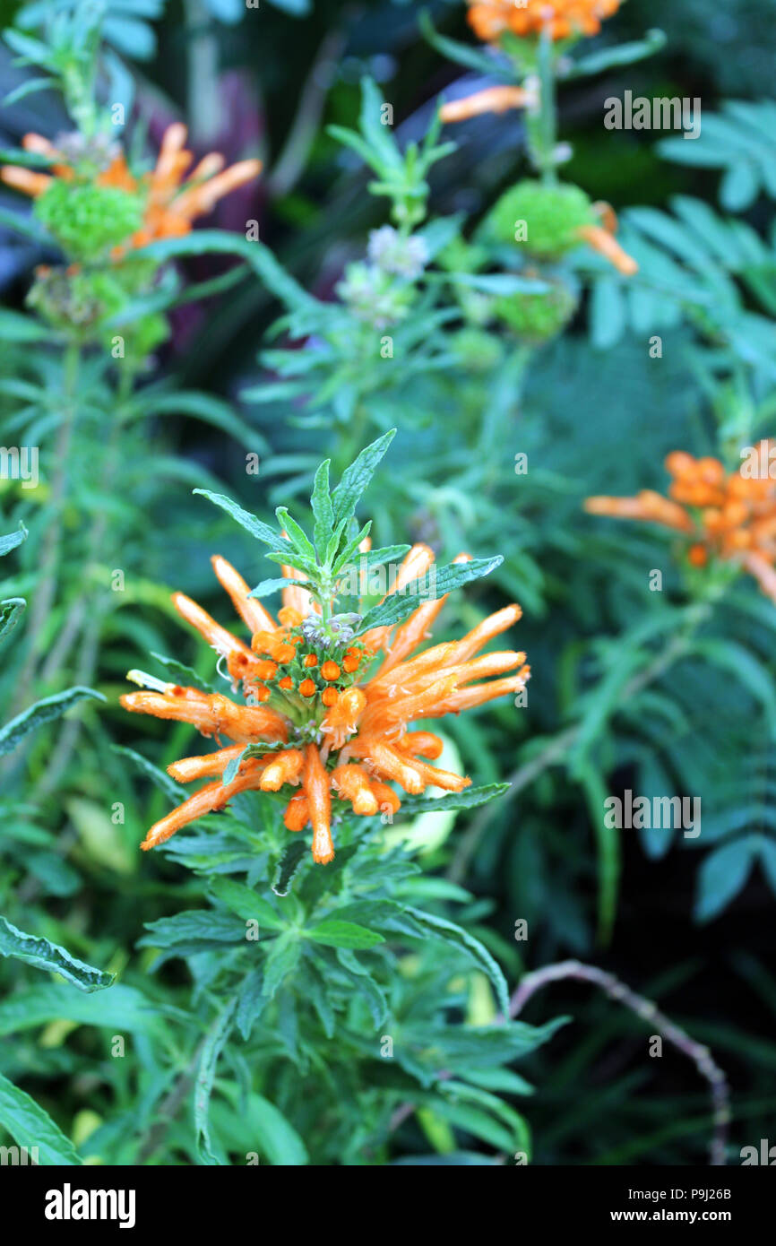 Close up of a Lion's ear flower beginning to bloom Stock Photo