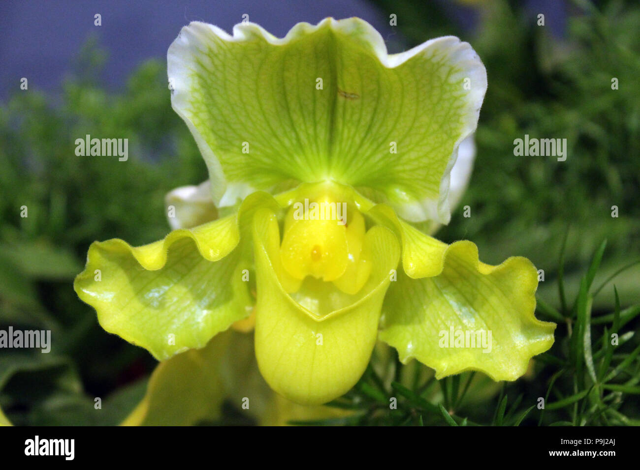 Close up of a green, yellow and white Lady's Slipper Orchid in full bloom Stock Photo