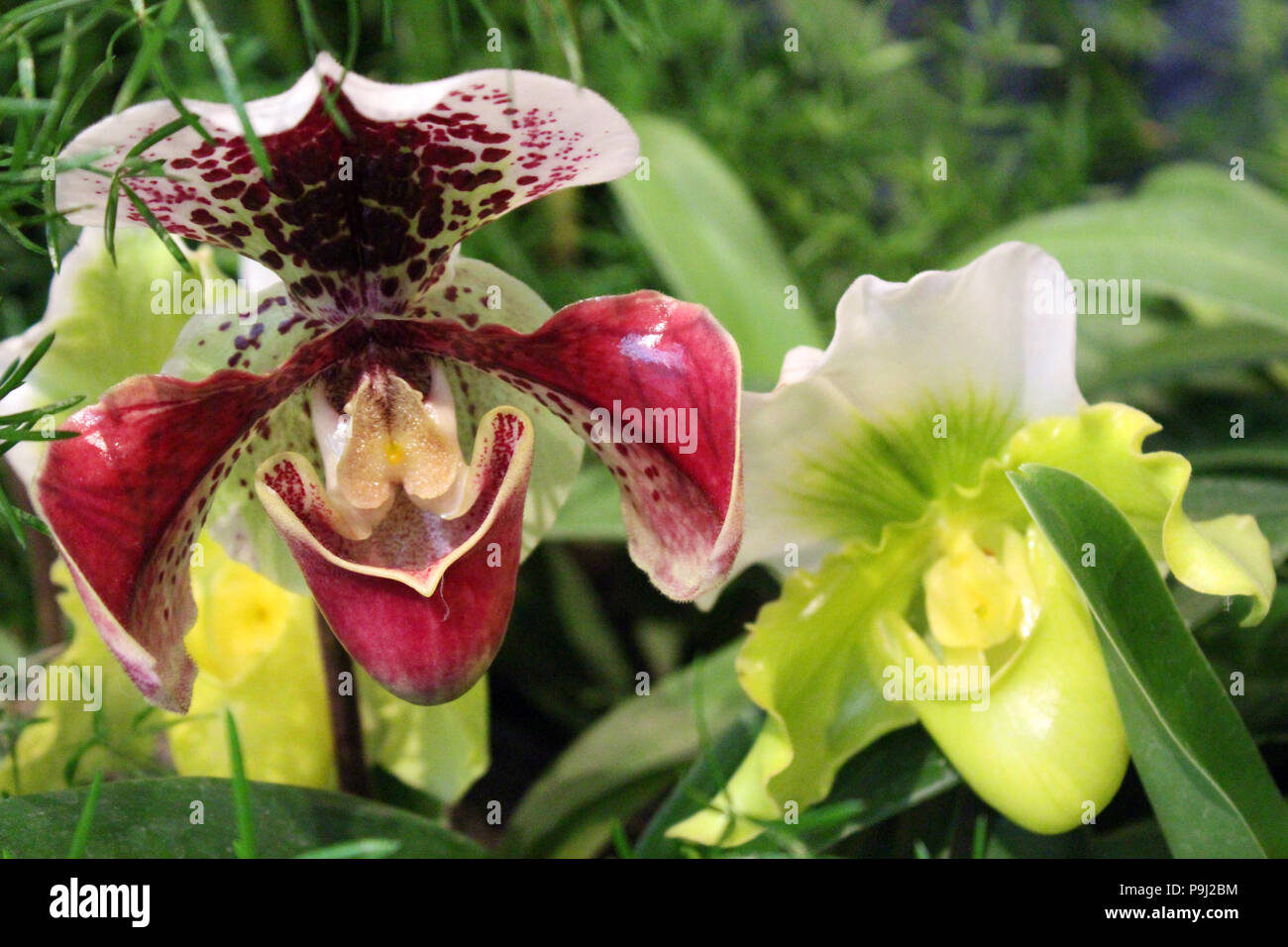 Close up of a maroon and white Lady's Slipper Orchid and a green, yellow and white Lady's Slipper Orchid in full bloom Stock Photo