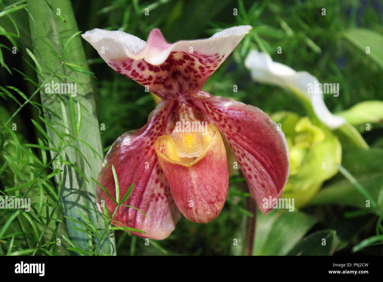 Close up of a maroon, yellow and white Lady's Slipper Orchid in full bloom Stock Photo
