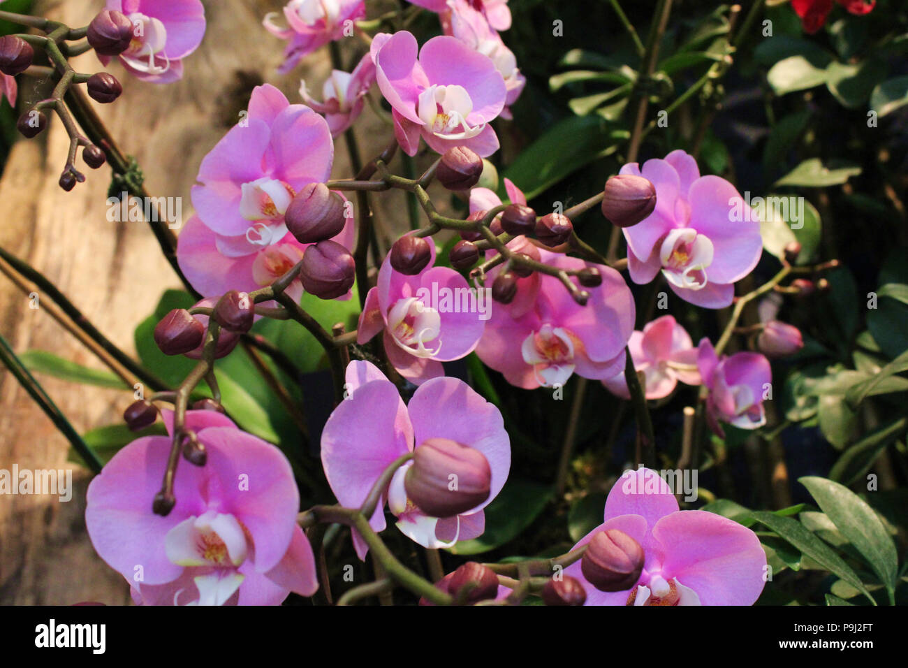 A large cluster of buds and blooming pink Moth Orchids Stock Photo - Alamy