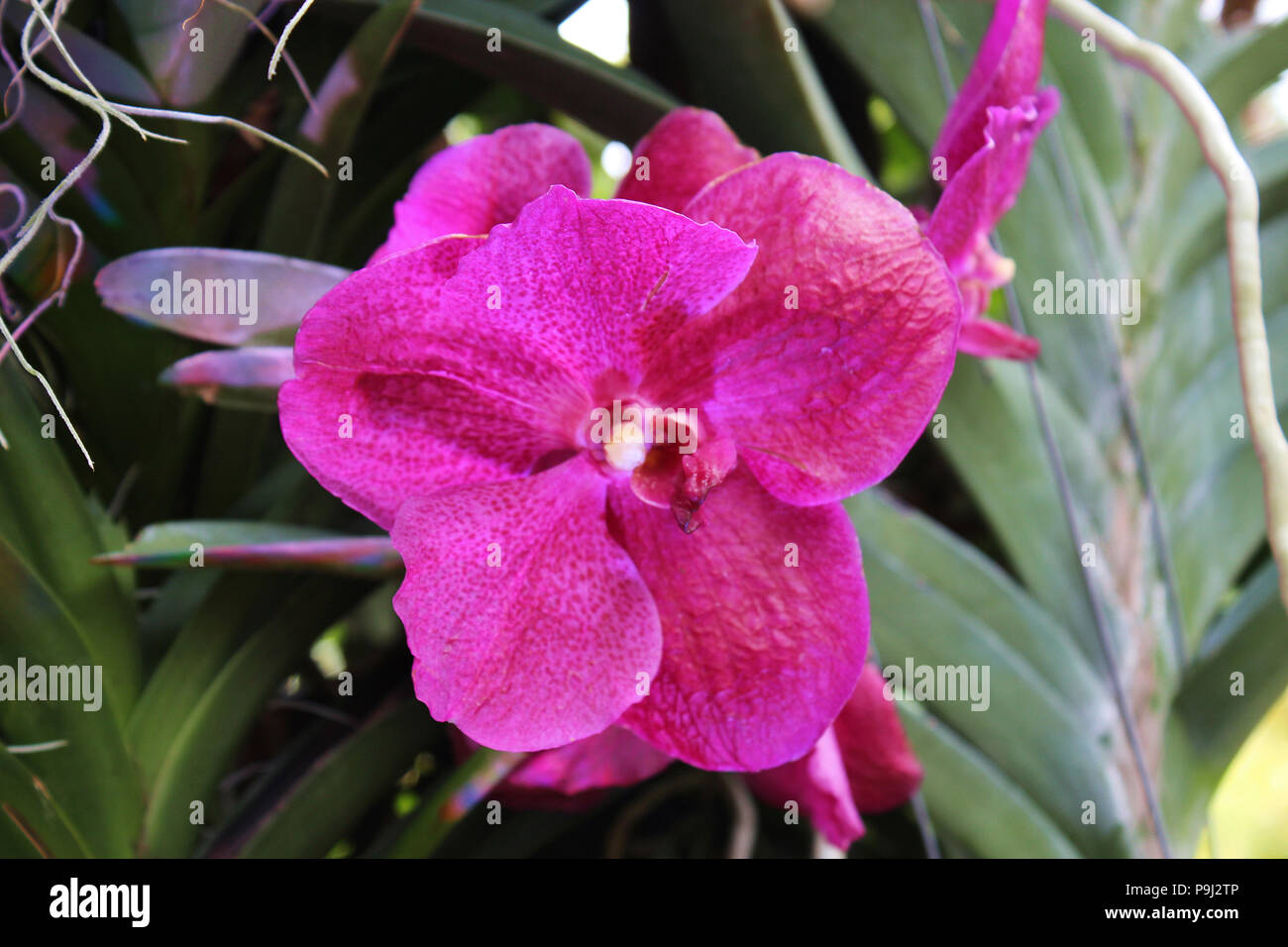 Close up of a pink Vanda orchid in full bloom Stock Photo