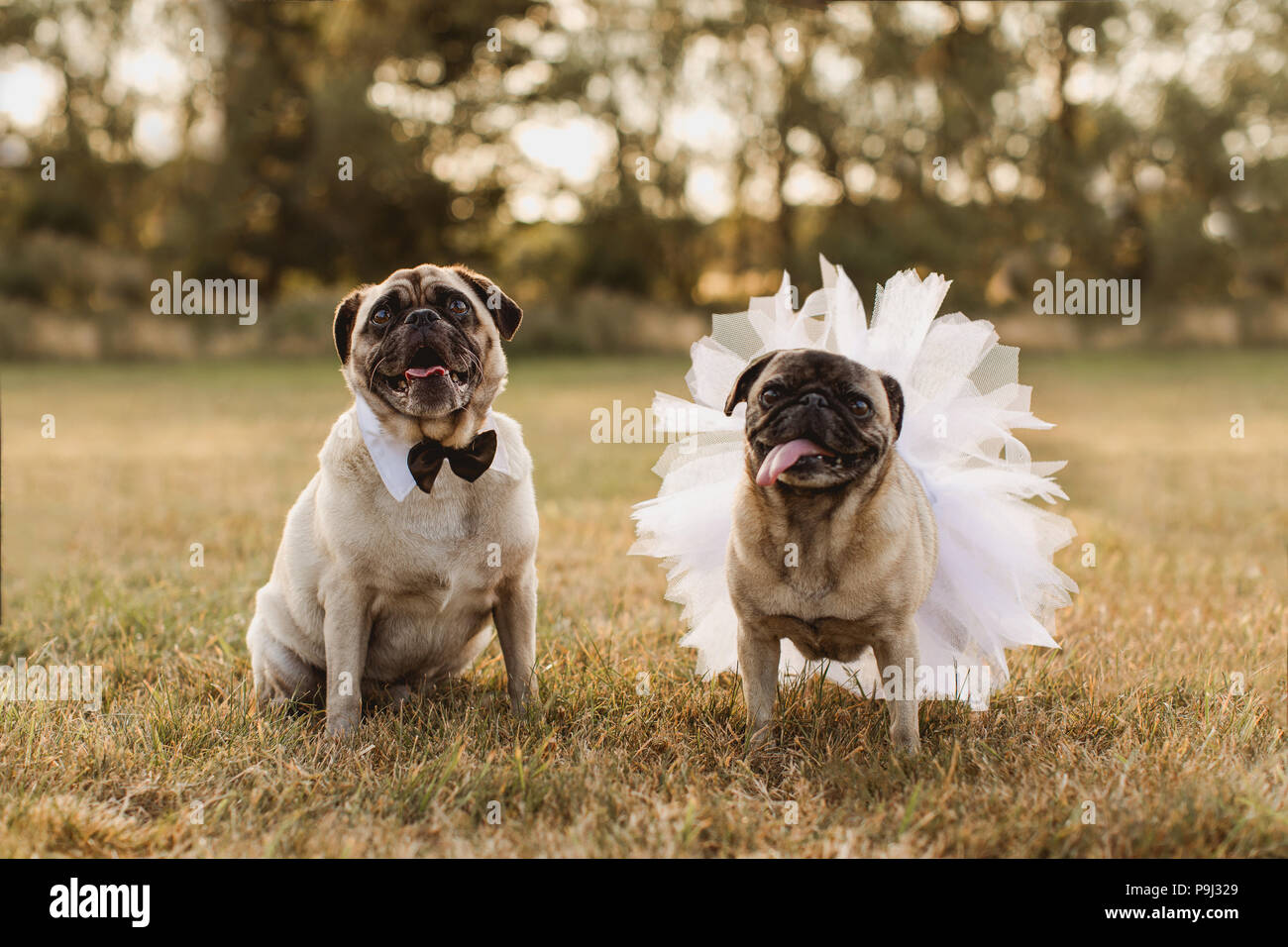 Pug tuxedo hi-res stock photography and images - Alamy