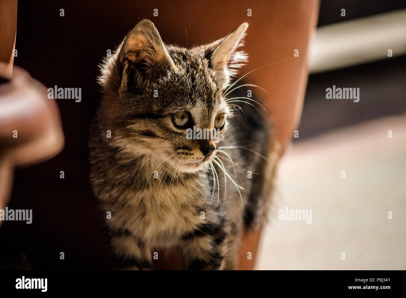 Best Cat Photo For Stock Use Stock Photo