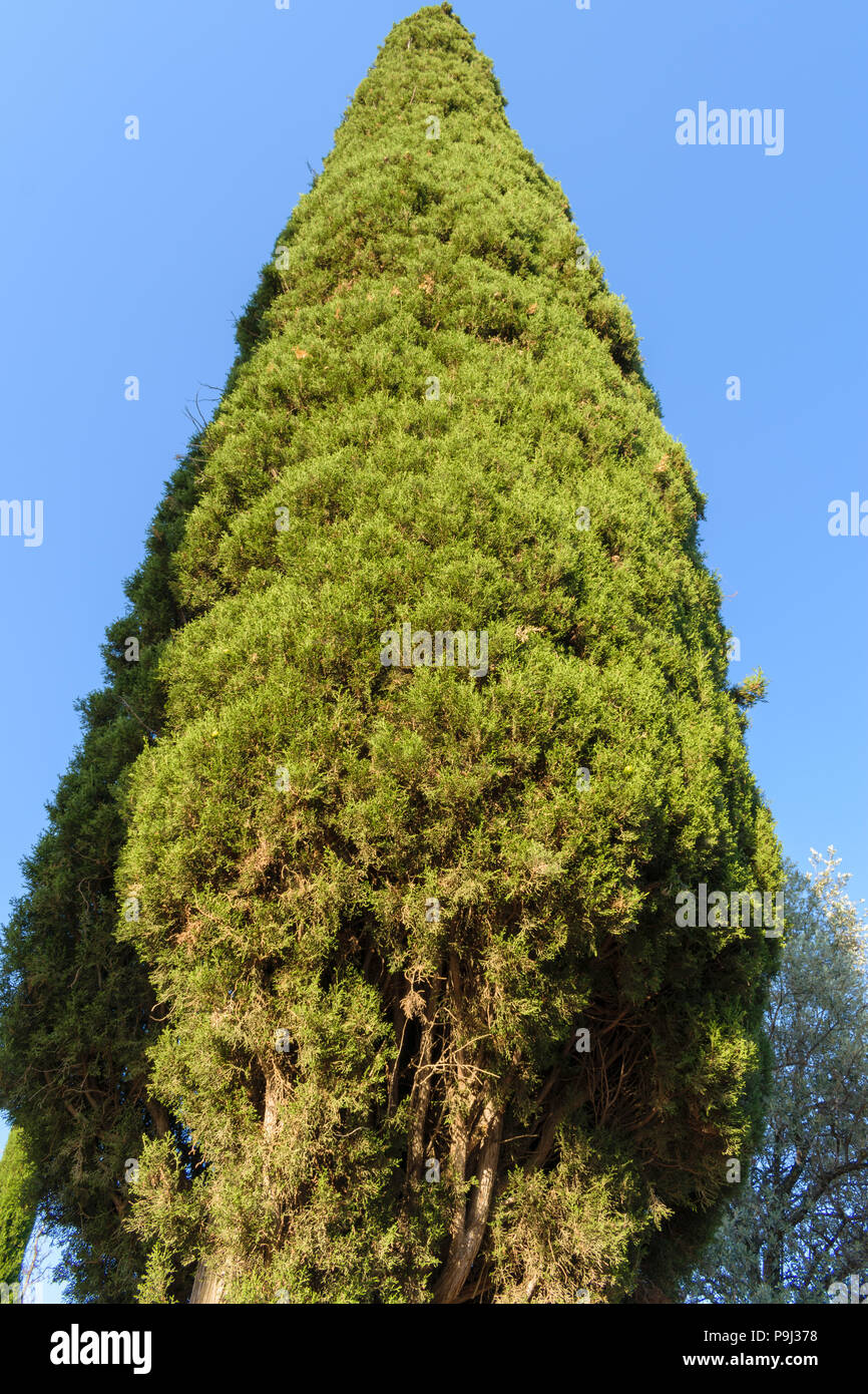 Cupressus sempervirens, common cypress tree Stock Photo
