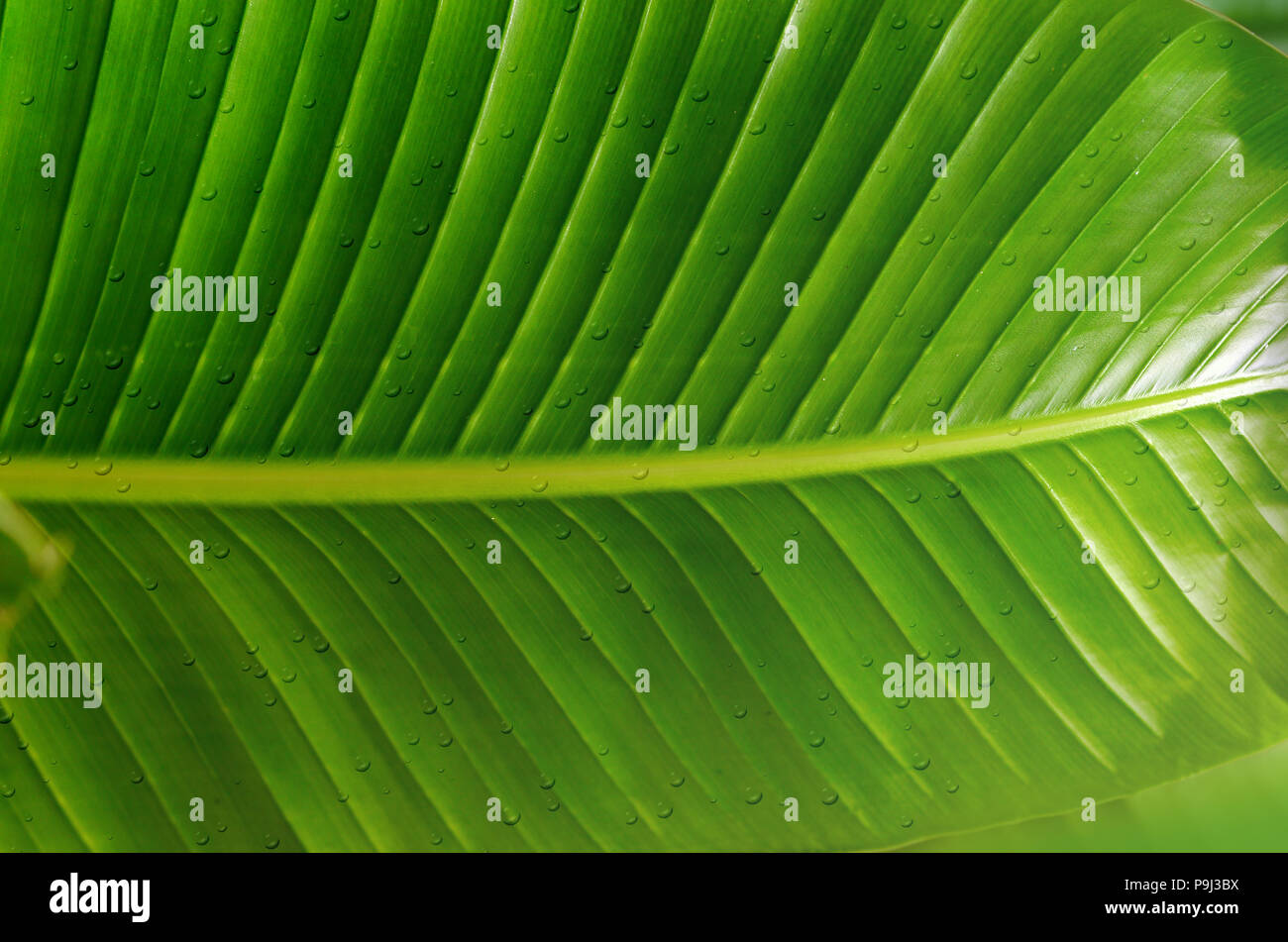 Abstract green texture hi-res stock photography and images - Alamy
