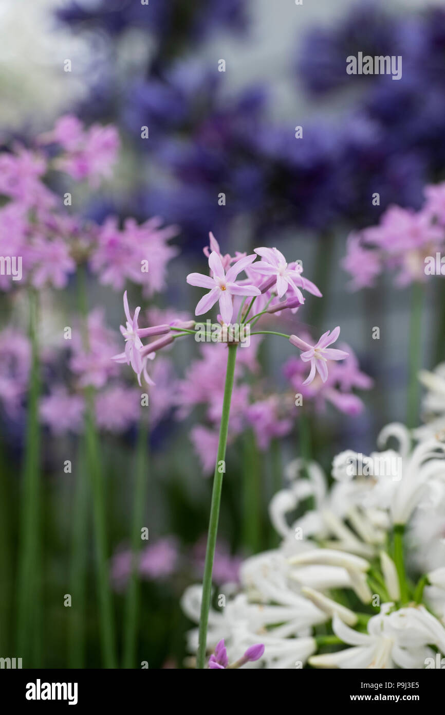 Tulbaghia violacea ‘Silver lace’. Society garlic flowers on a flower show display. UK Stock Photo