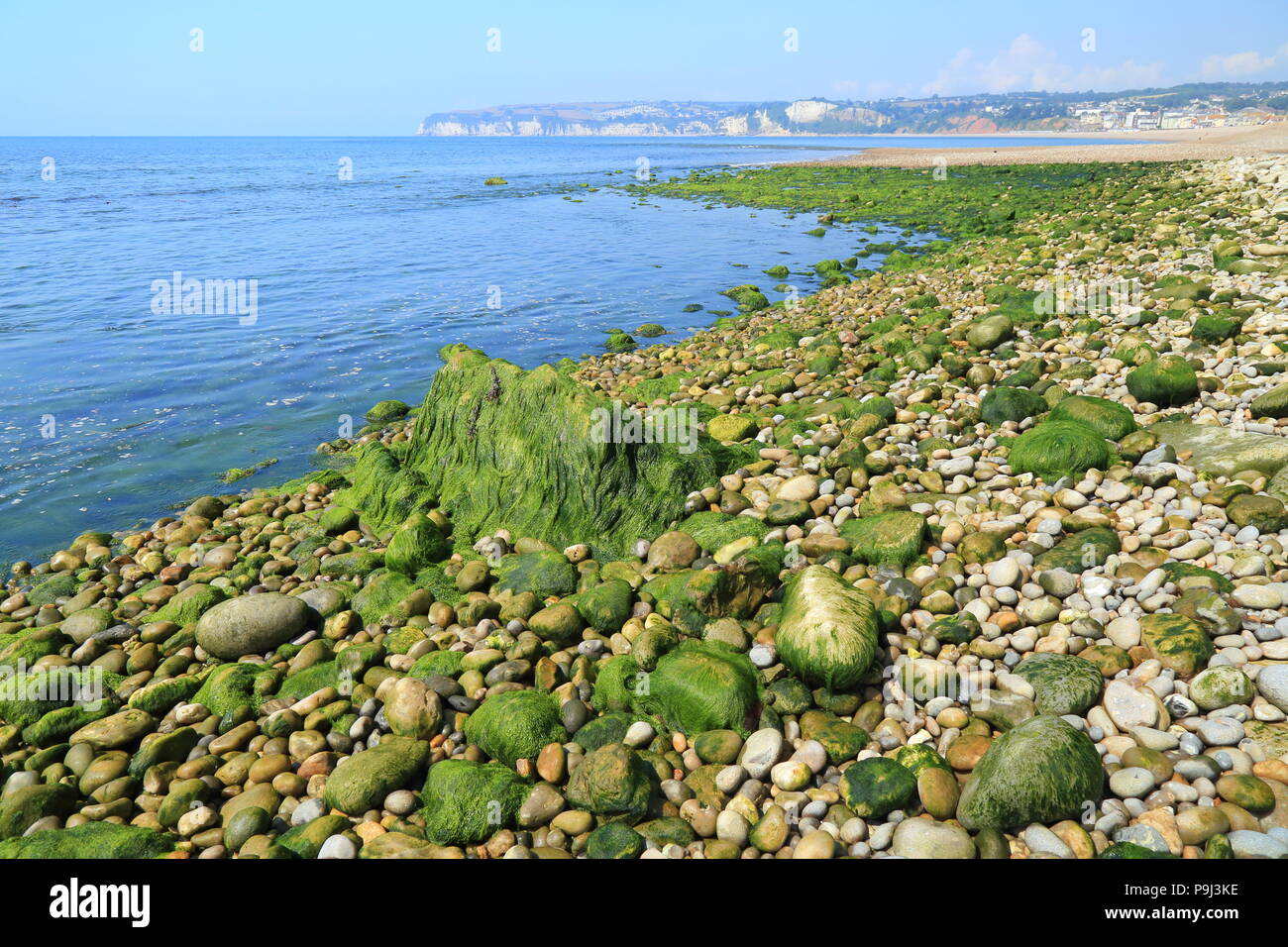Seaweed underwater uk hires stock photography and images Alamy